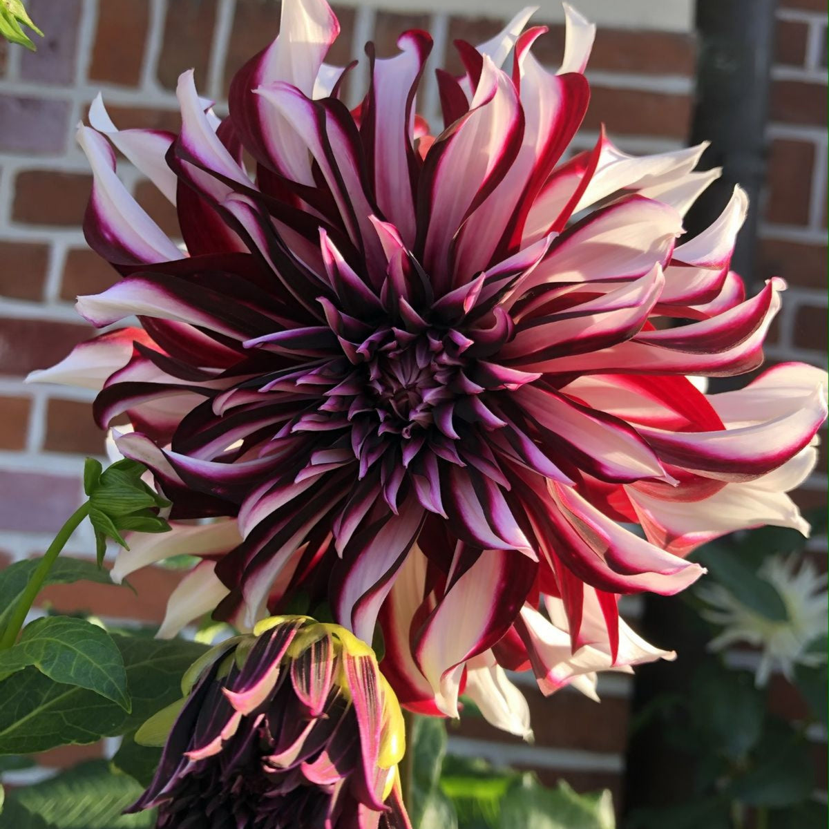 Tartan Dinnerplate Dahlia Seeds, 40+ seeds