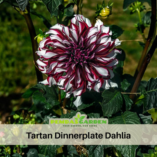Tartan Dinnerplate Dahlia Seeds - Heirloom, 40+ seeds