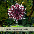 40+ Seeds|  Tartan Dinnerplate Dahlia  SeedsHeirloom Dahlia Flower Seeds – Non GMO, Open Pollinated Mix for Vibrant Summer Blooms, Garden & Landscaping Flowers #D035