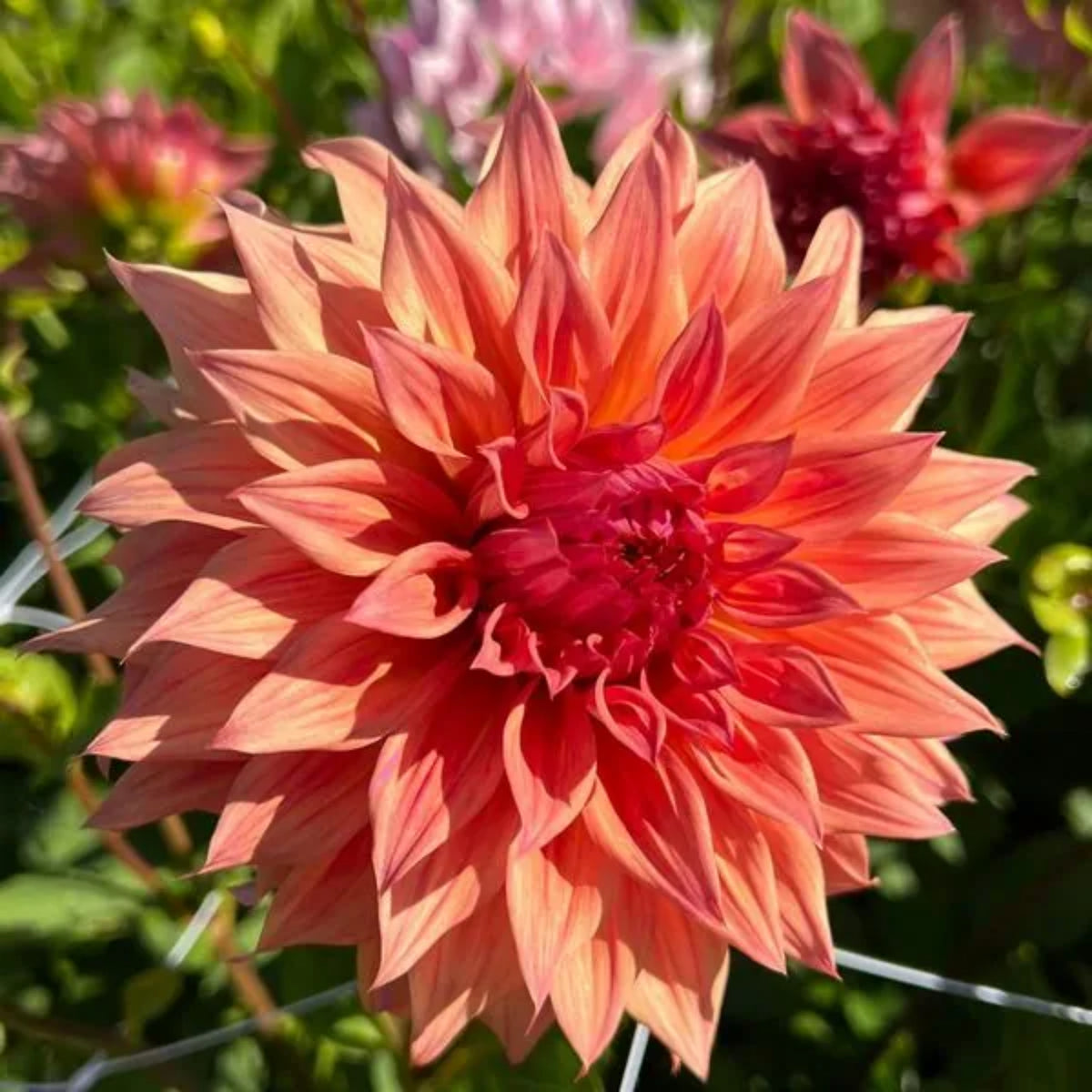 Giant Dinnerplate Dahlia Belle Perennial Seeds, 40+ seeds