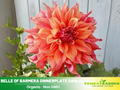 40+ Seeds|  Giant Dinnerplate Dahlia Belle Perennial Seeds– Long Lasting Blooms, Ideal for Cut Flower Arrangements, Vibrant Garden Mix for Summer & Fall #D036