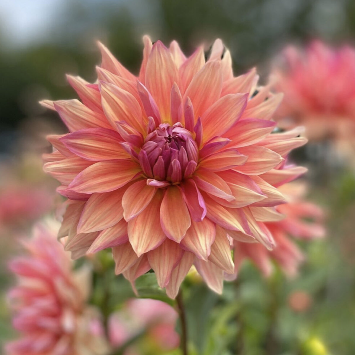 Giant Dinnerplate Dahlia Belle Perennial Seeds, 40+ seeds