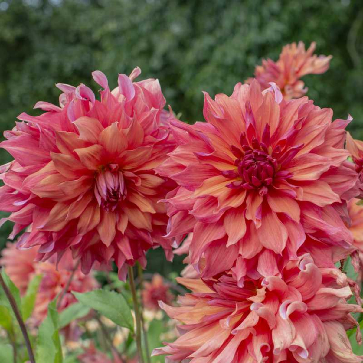 Giant Dinnerplate Dahlia Belle Perennial Seeds, 40+ seeds