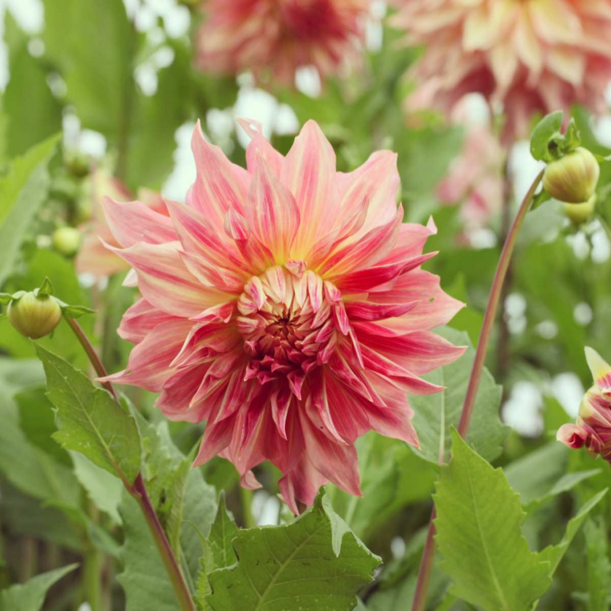 Giant Dinnerplate Dahlia Belle Perennial Seeds, 40+ seeds