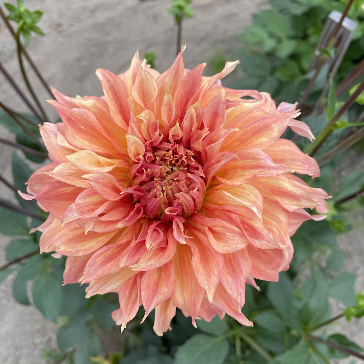Giant Dinnerplate Dahlia Belle Perennial Seeds, 40+ seeds