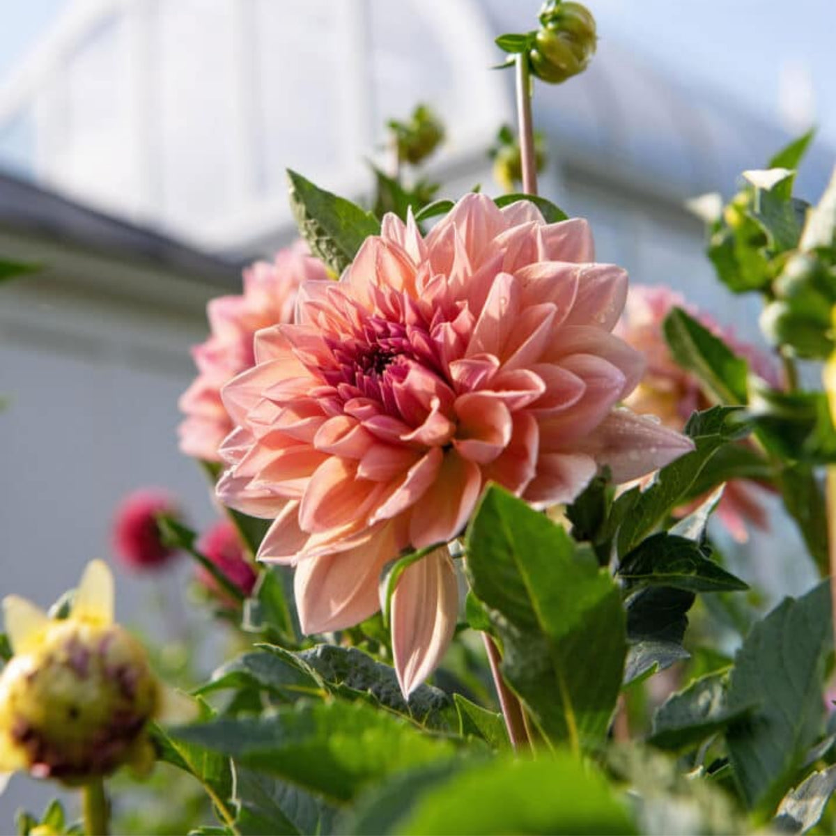 Giant Dinnerplate Dahlia Belle Perennial Seeds, 40+ seeds