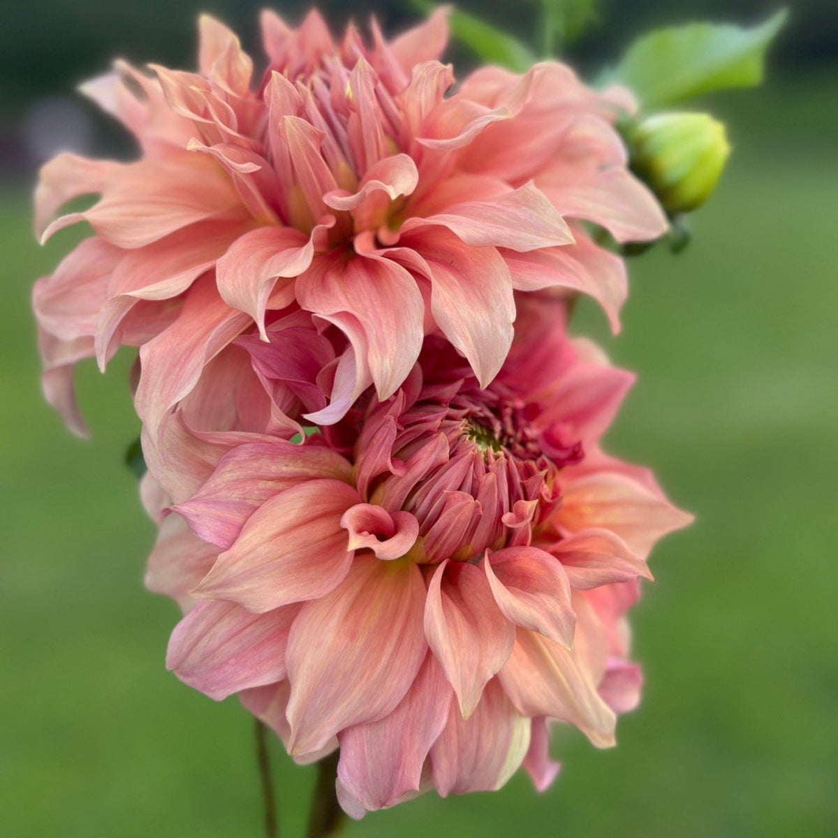 Giant Dinnerplate Dahlia Belle Perennial Seeds, 40+ seeds