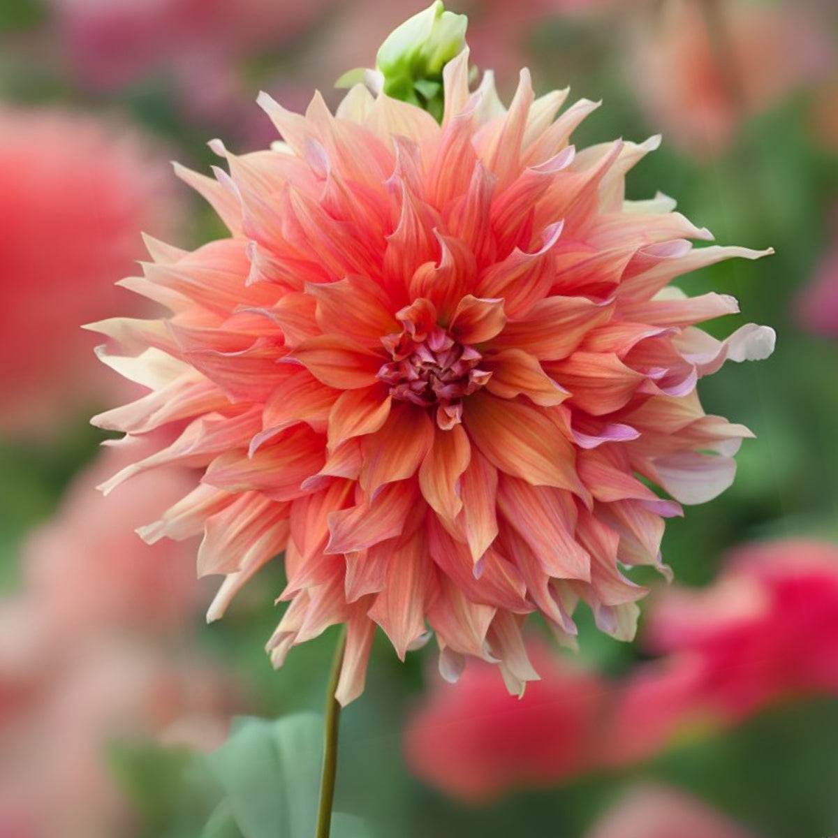 Giant Dinnerplate Dahlia Belle Perennial Seeds, 40+ seeds