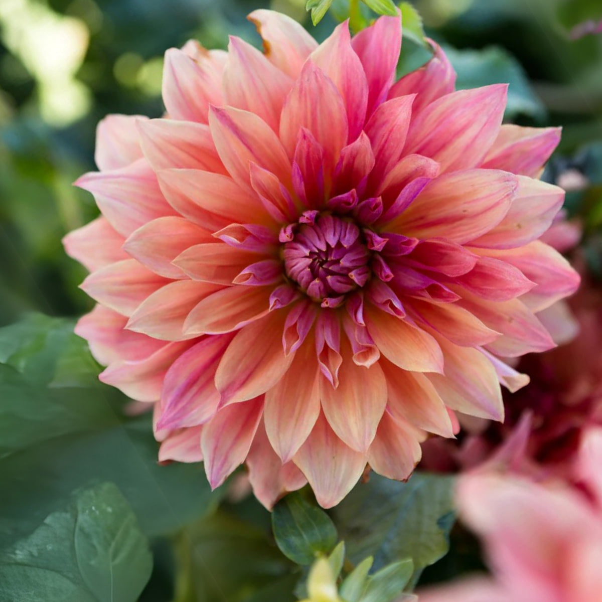 Giant Dinnerplate Dahlia Belle Perennial Seeds, 40+ seeds