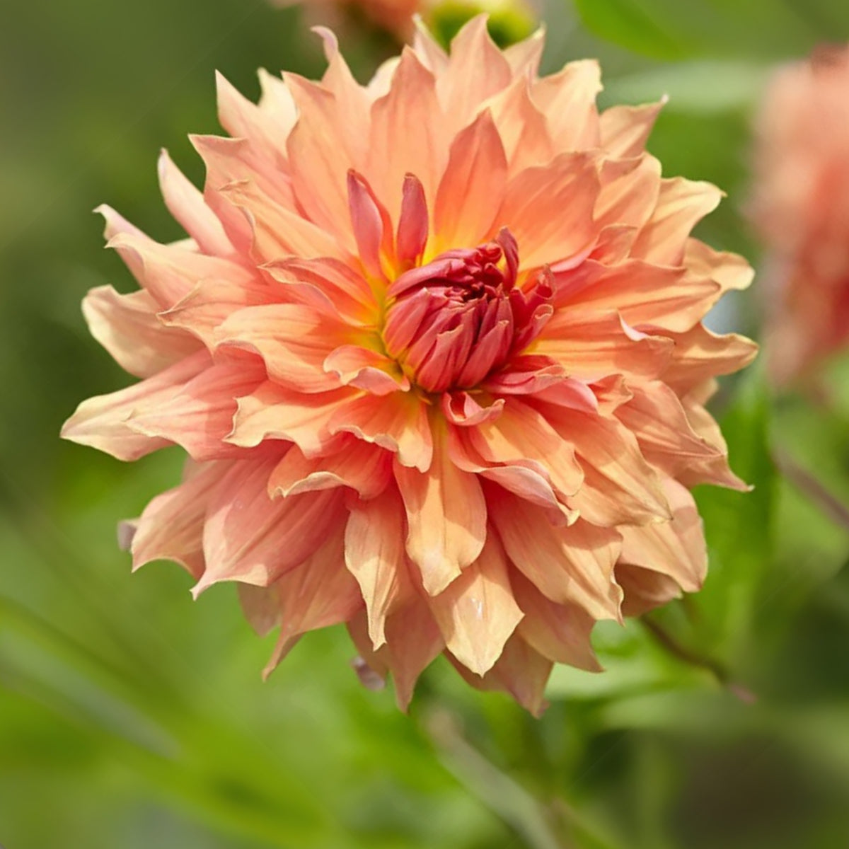 Giant Dinnerplate Dahlia Belle Perennial Seeds, 40+ seeds