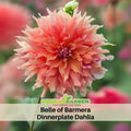 40+ Seeds|  Giant Dinnerplate Dahlia Belle Perennial Seeds– Long Lasting Blooms, Ideal for Cut Flower Arrangements, Vibrant Garden Mix for Summer & Fall #D036