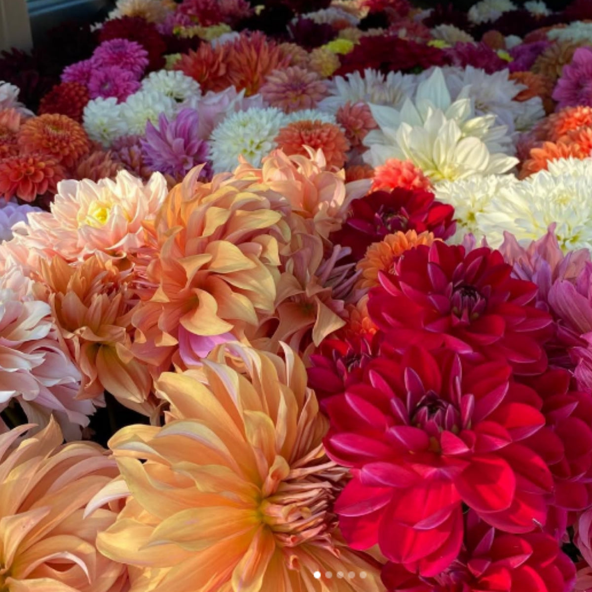 Ultimate Dinnerplate Collection Dahlia Seeds, 40+ seeds