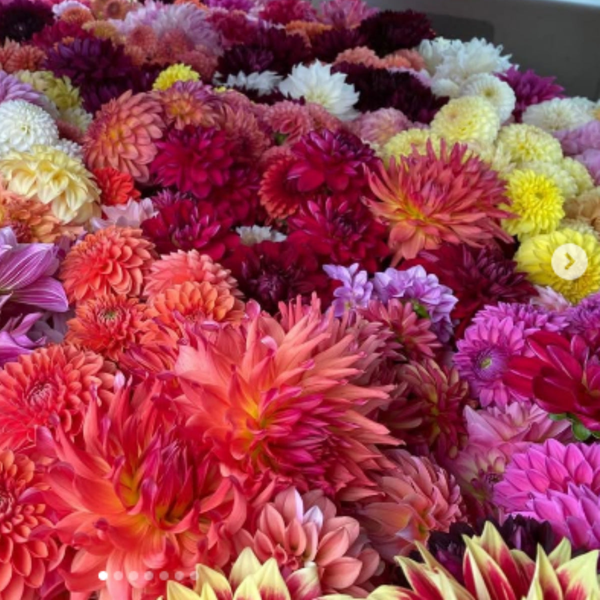 Ultimate Dinnerplate Collection Dahlia Seeds, 40+ seeds