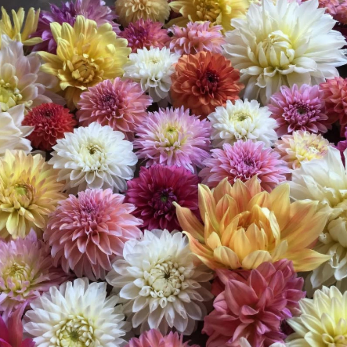 Ultimate Dinnerplate Collection Dahlia Seeds, 40+ seeds