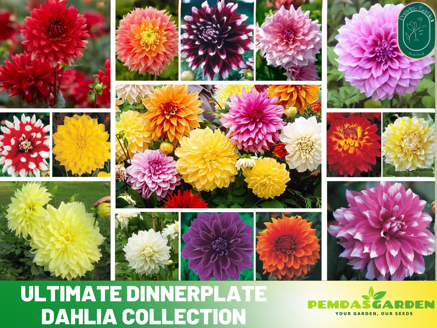 dahlia flower seeds online 40+ Seeds| Ultimate Dinnerplate Collection Dahlia Perennial Seeds Heir – PEMDASGARDEN