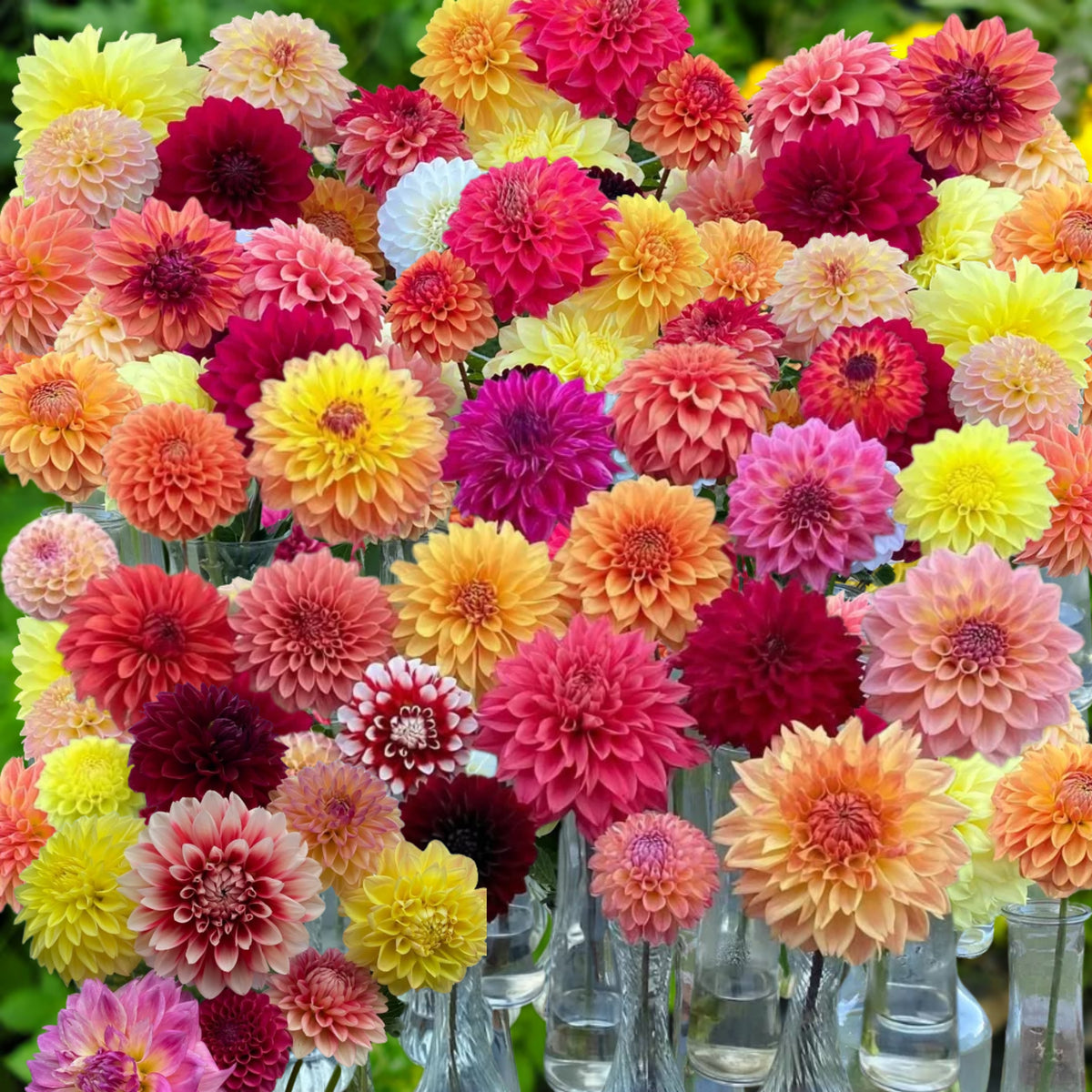 Ultimate Dinnerplate Collection Dahlia Seeds, 40+ seeds