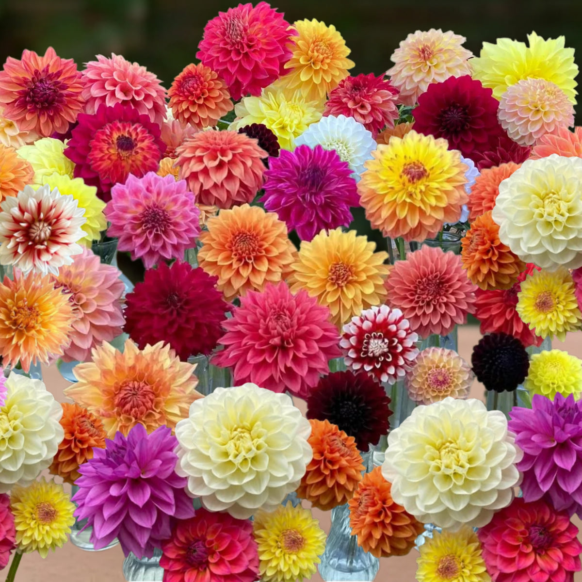 Ultimate Dinnerplate Collection Dahlia Seeds, 40+ seeds