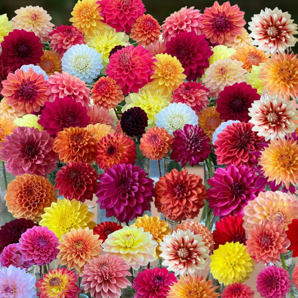 Ultimate Dinnerplate Collection Dahlia Seeds, 40+ seeds