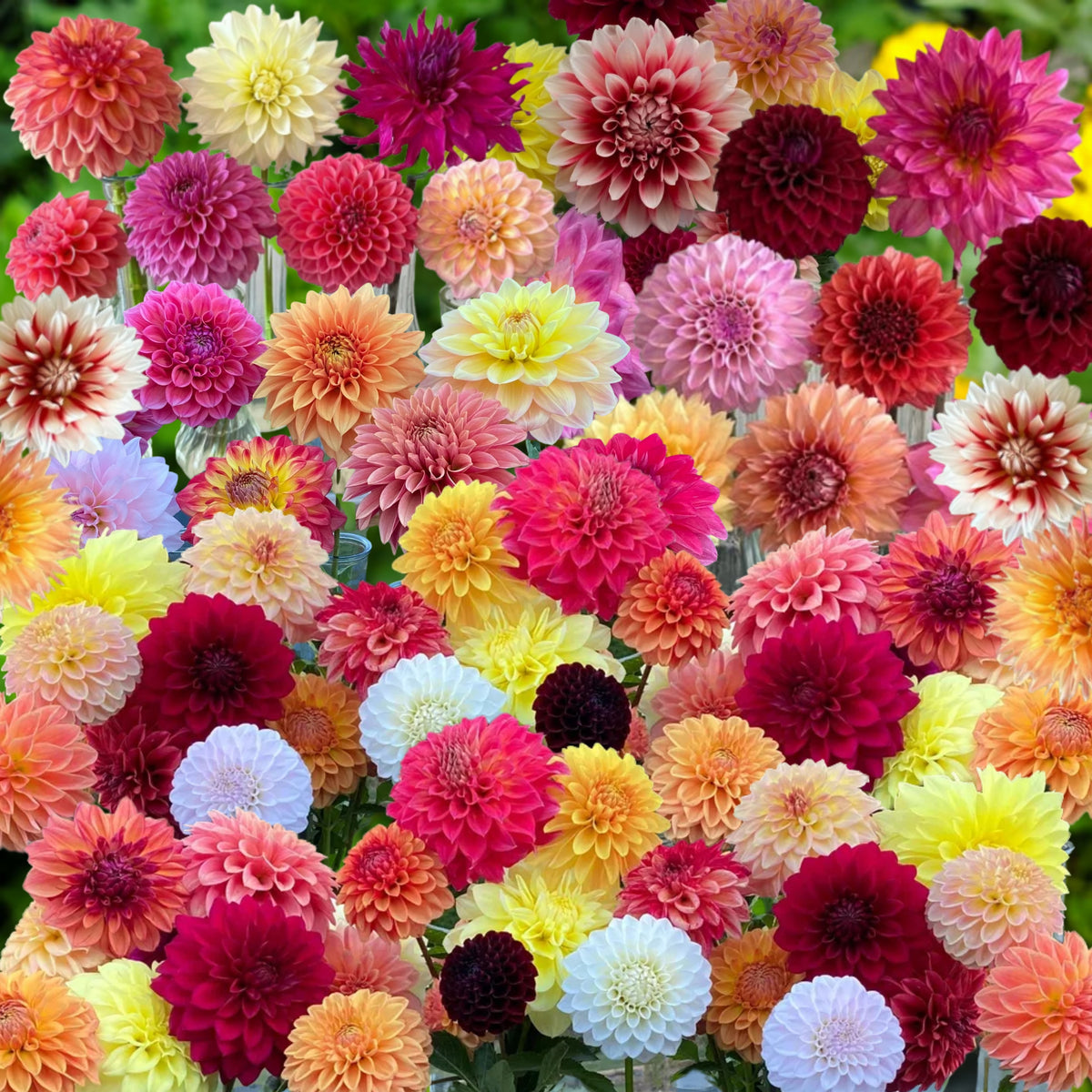 Ultimate Dinnerplate Collection Dahlia Seeds, 40+ seeds