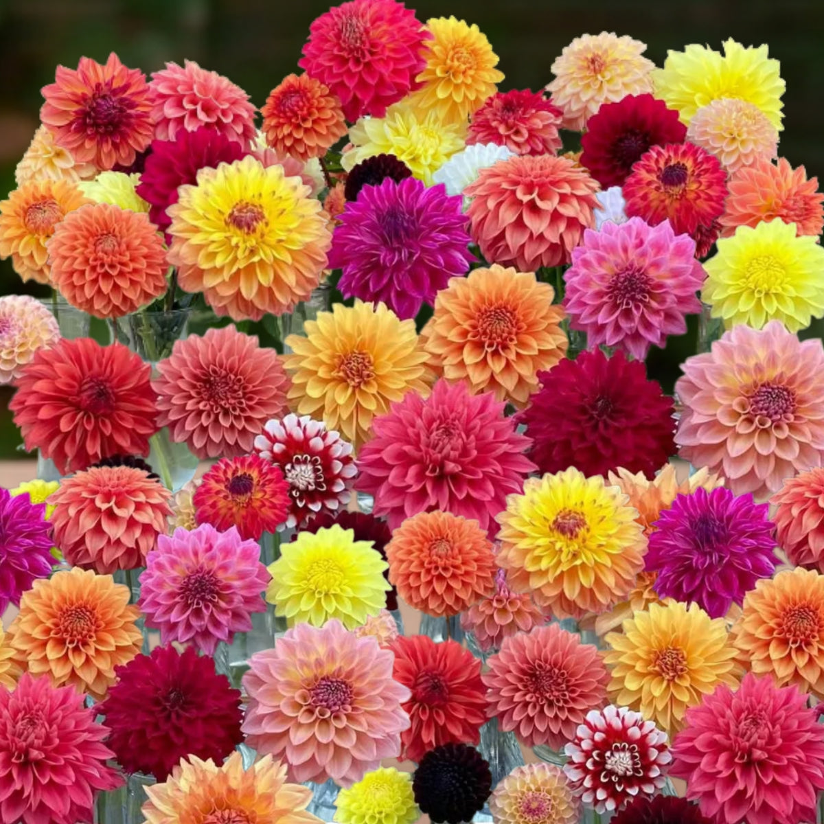 Ultimate Dinnerplate Collection Dahlia Seeds, 40+ seeds