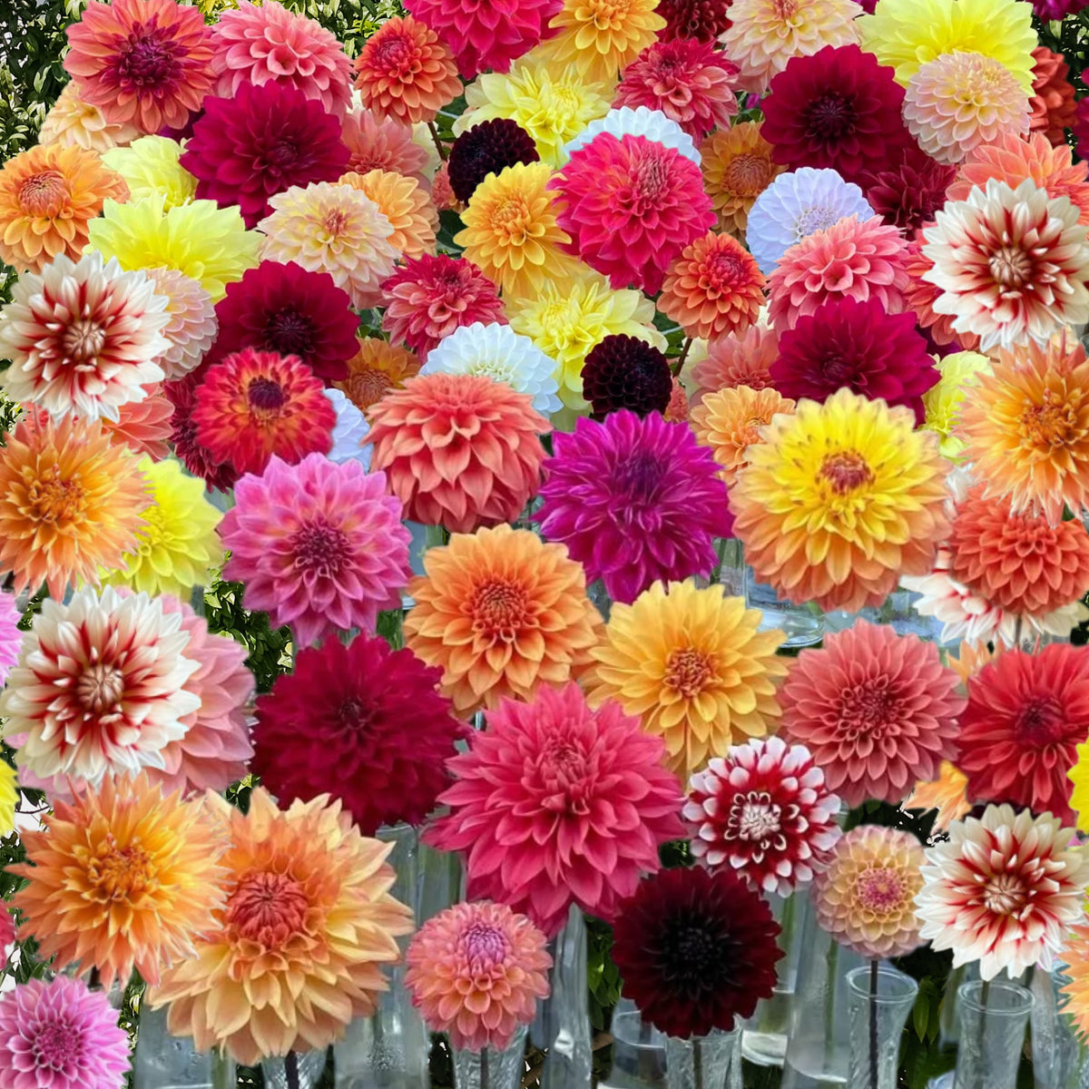 Ultimate Dinnerplate Collection Dahlia Seeds, 40+ seeds