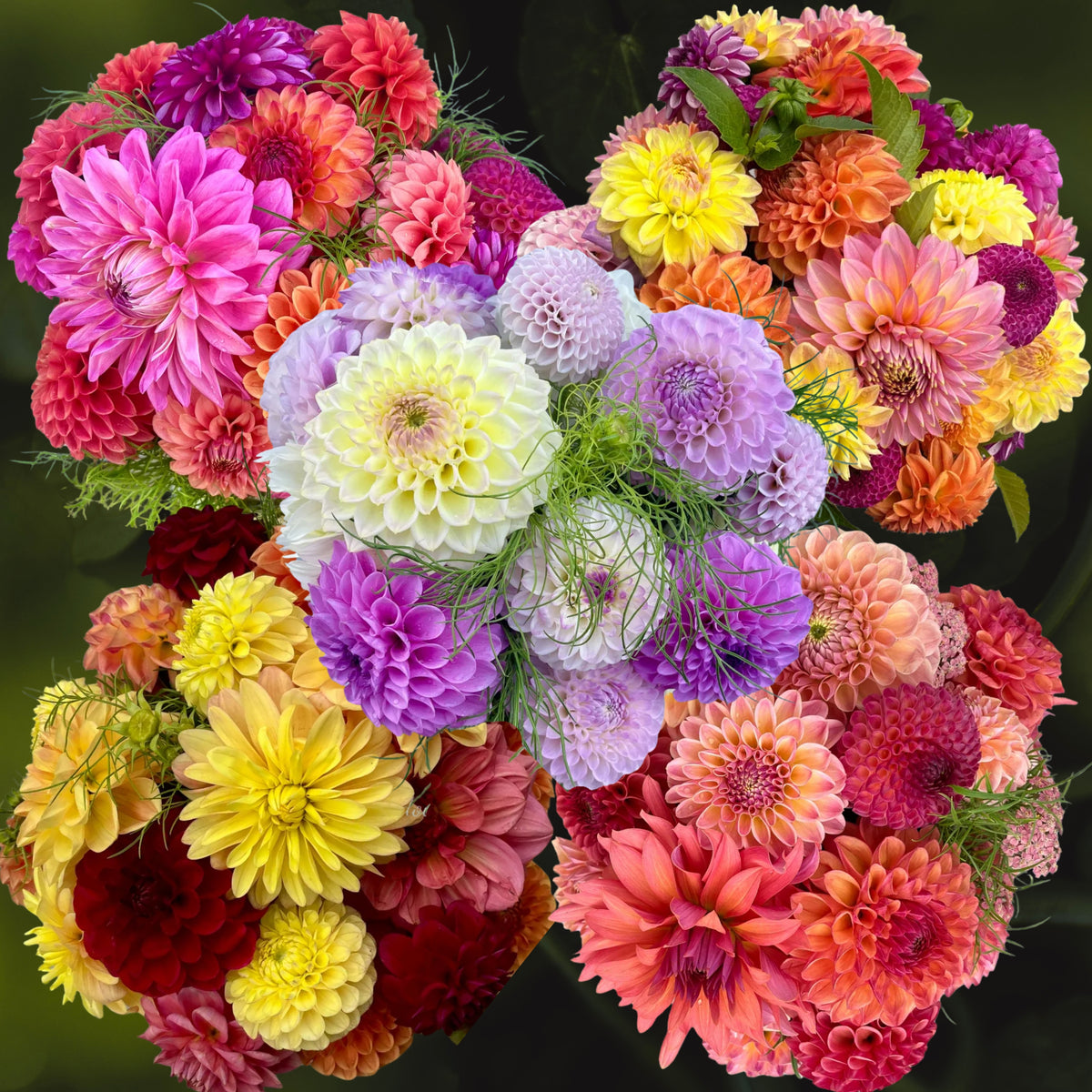 Ultimate Dinnerplate Collection Dahlia Seeds, 40+ seeds