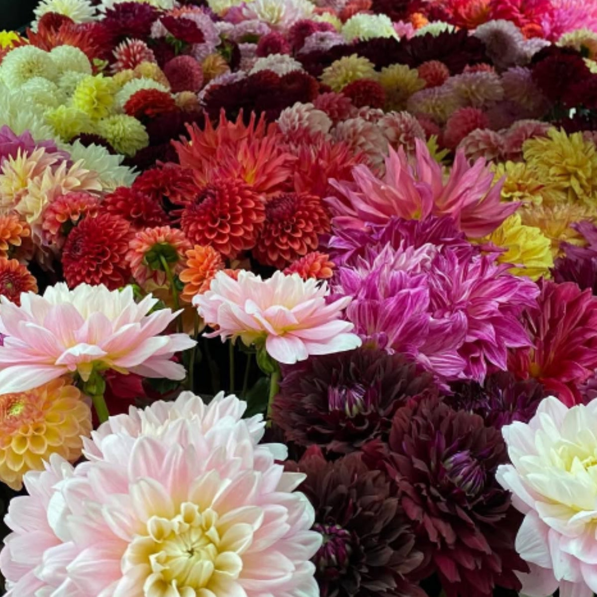 Ultimate Dinnerplate Collection Dahlia Seeds, 40+ seeds