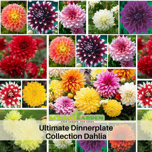 Ultimate Dinnerplate Collection Dahlia Seeds, 40+ seeds