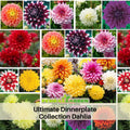 40+ Seeds|  Ultimate Dinnerplate Collection Dahlia Perennial Seeds Heirloom Dahlia Flower Seeds – Non GMO, Open Pollinated Mix for Vibrant Summer Blooms, Garden & Landscaping Flowers#D037