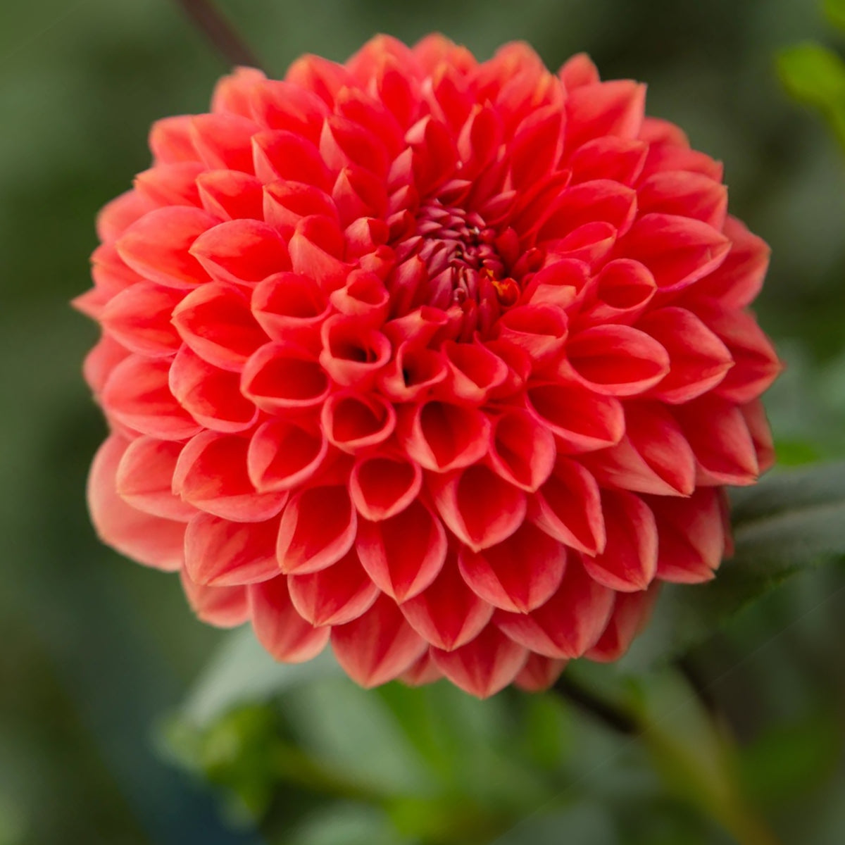 Tempest Dahlia Seeds, 40+ seeds