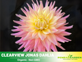 40+ Seeds|  Clearview Jonas Dahlia Perennial Seeds– Mixed Color Blooms, Fast Growing Annual Flowers, Ornamental Garden Seeds for Borders & Pots #D038