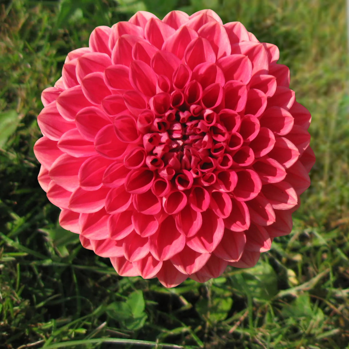 Tempest Dahlia Seeds, 40+ seeds