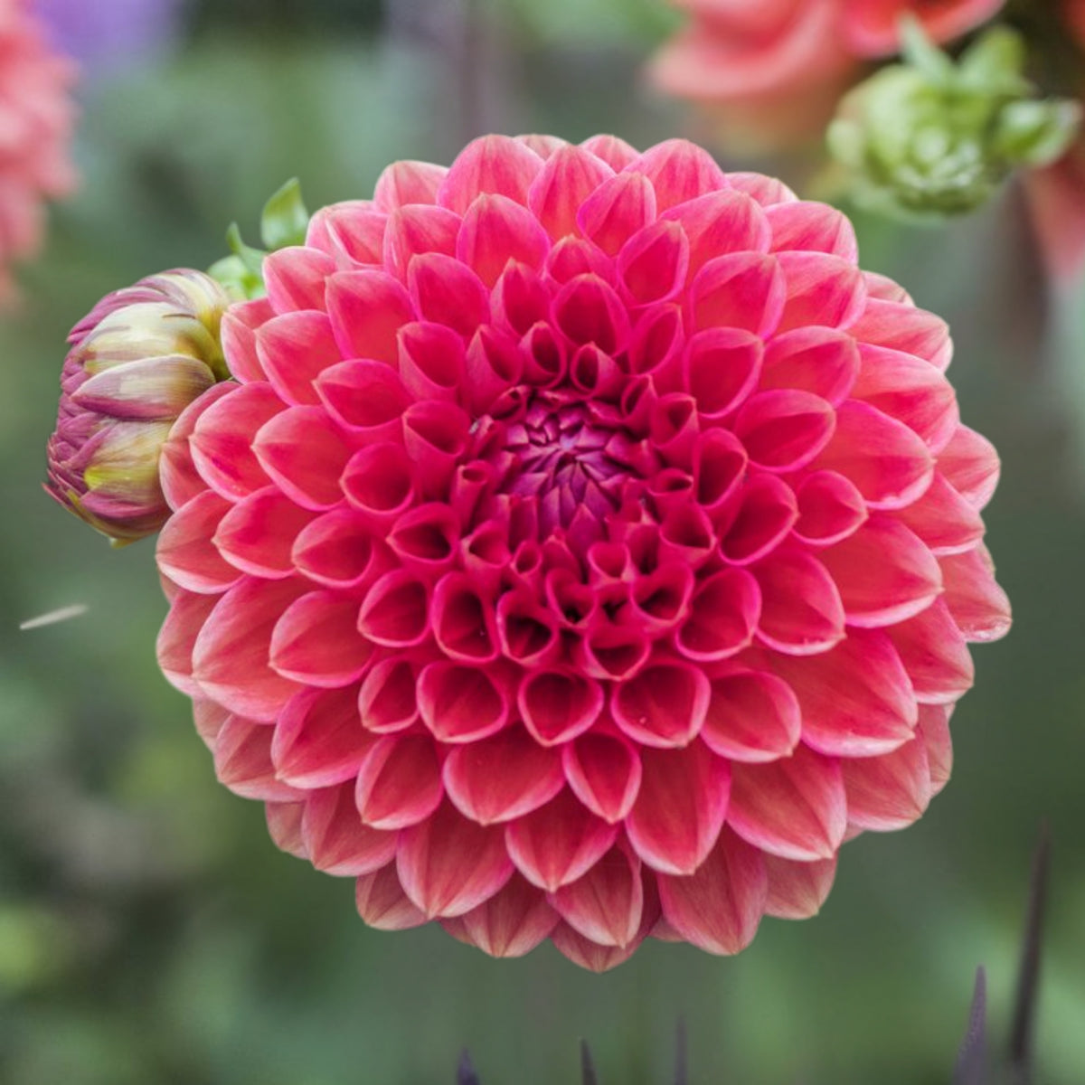 Tempest Dahlia Seeds, 40+ seeds