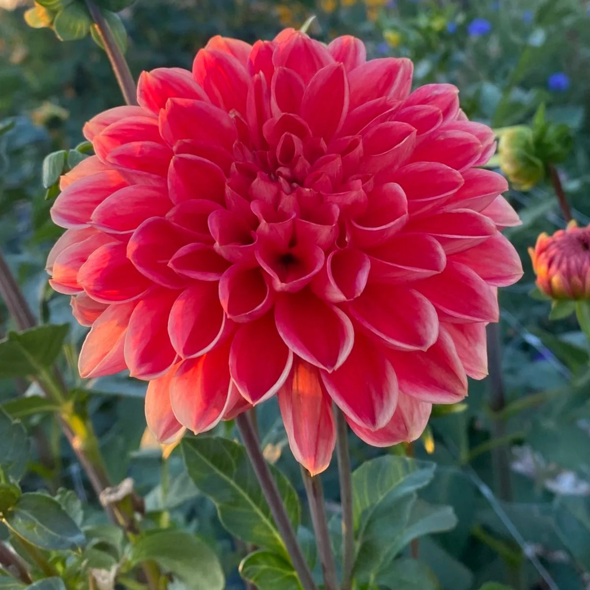 Tempest Dahlia Seeds, 40+ seeds