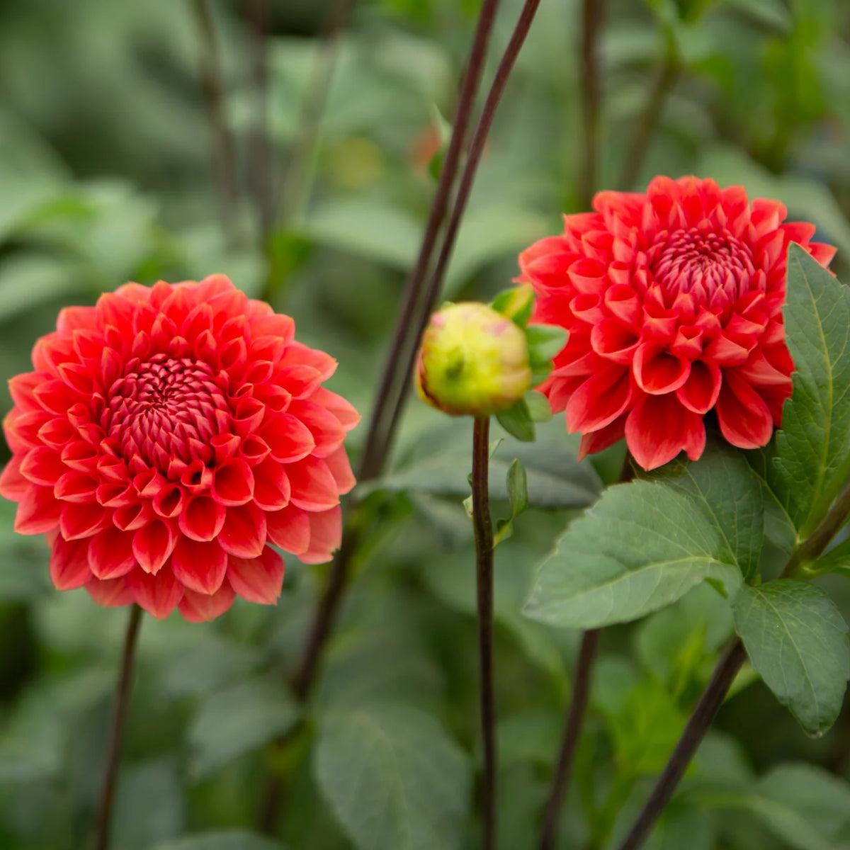 Tempest Dahlia Seeds, 40+ seeds
