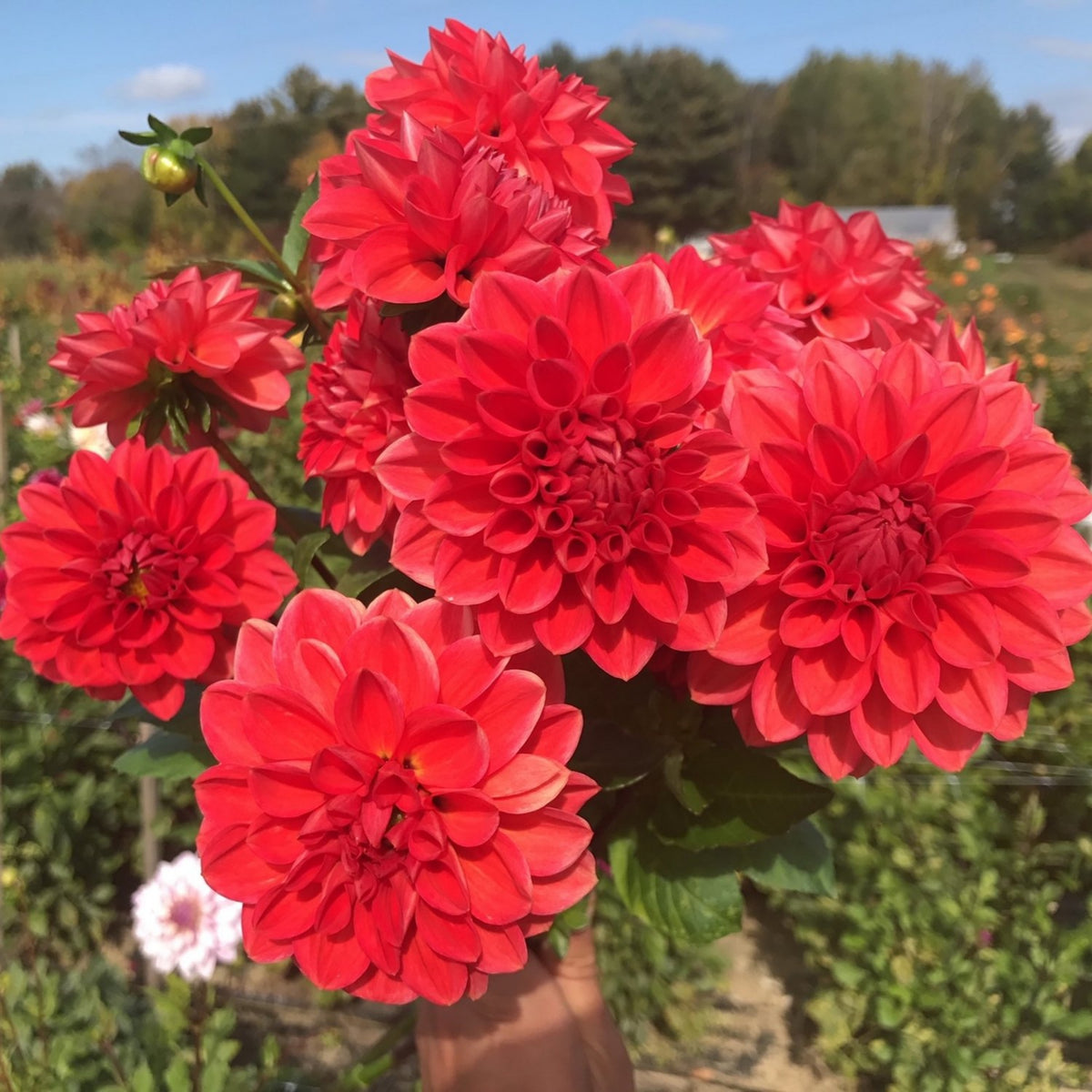 Tempest Dahlia Seeds, 40+ seeds