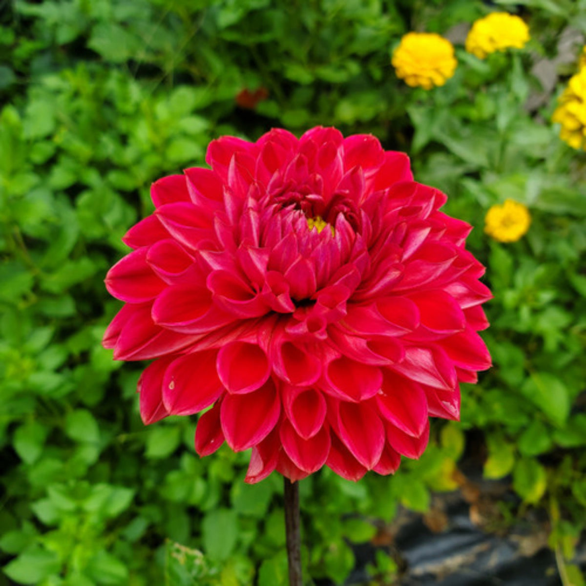 Tempest Dahlia Seeds, 40+ seeds