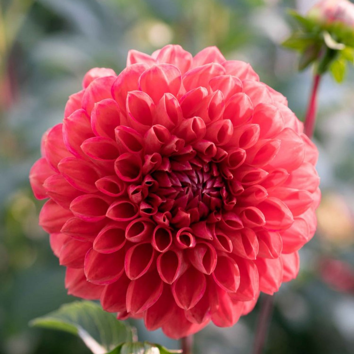 Tempest Dahlia Seeds, 40+ seeds