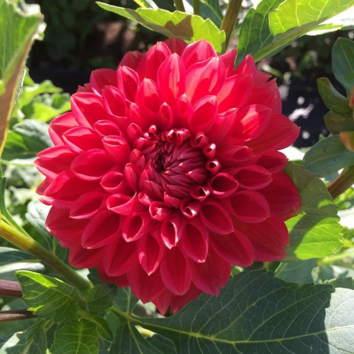Tempest Dahlia Seeds, 40+ seeds