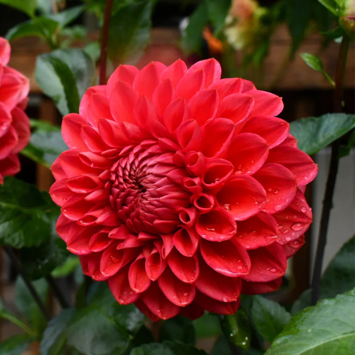Tempest Dahlia Seeds, 40+ seeds