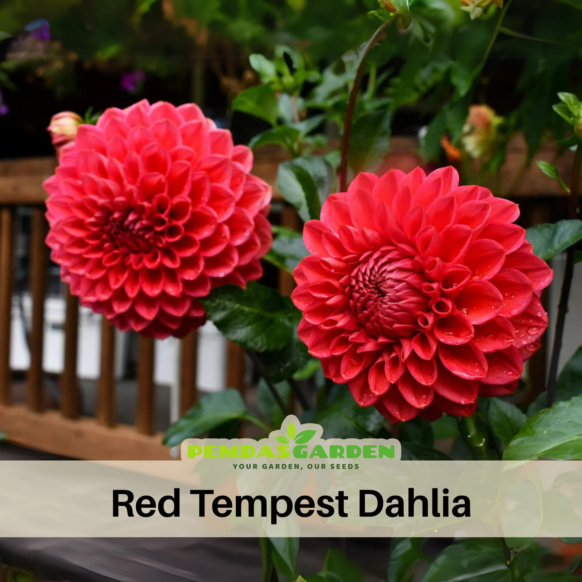 Tempest Dahlia Seeds, 40+ seeds