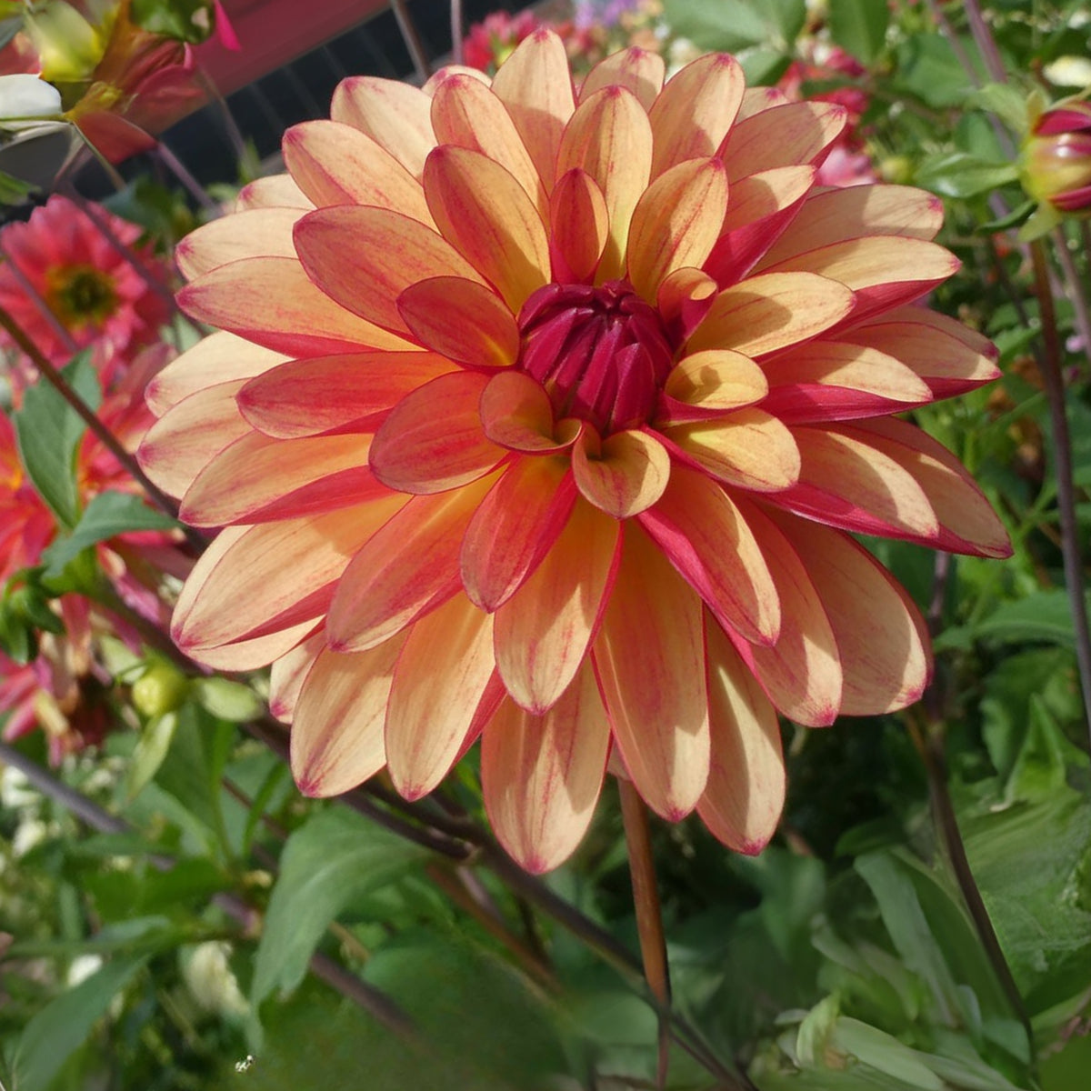 Crazy Legs Dahlia Perennial Seeds - Mixed Color Blooms, 40+ seeds