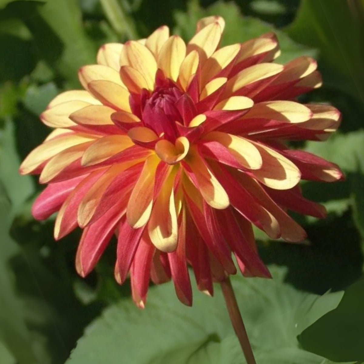 Crazy Legs Dahlia Perennial Seeds - Mixed Color Blooms, 40+ seeds