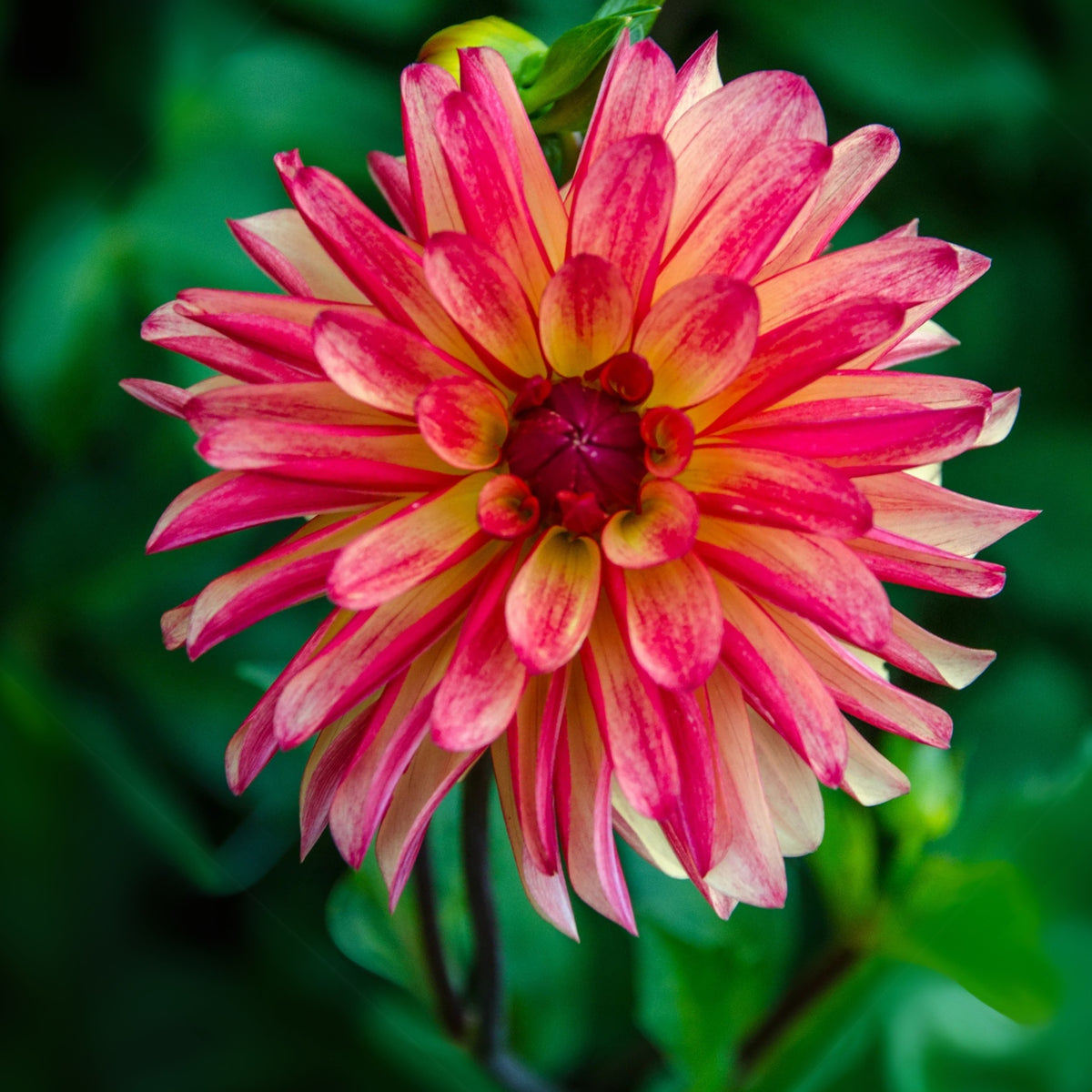 Crazy Legs Dahlia Perennial Seeds - Mixed Color Blooms, 40+ seeds
