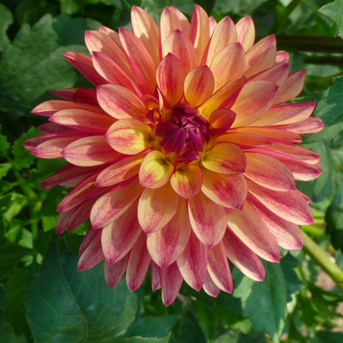Crazy Legs Dahlia Perennial Seeds - Mixed Color Blooms, 40+ seeds