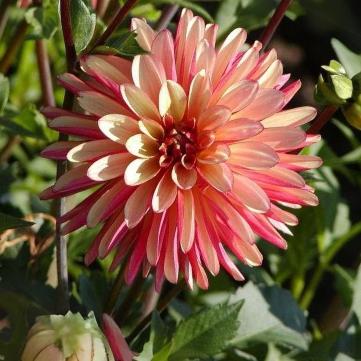 Crazy Legs Dahlia Perennial Seeds - Mixed Color Blooms, 40+ seeds