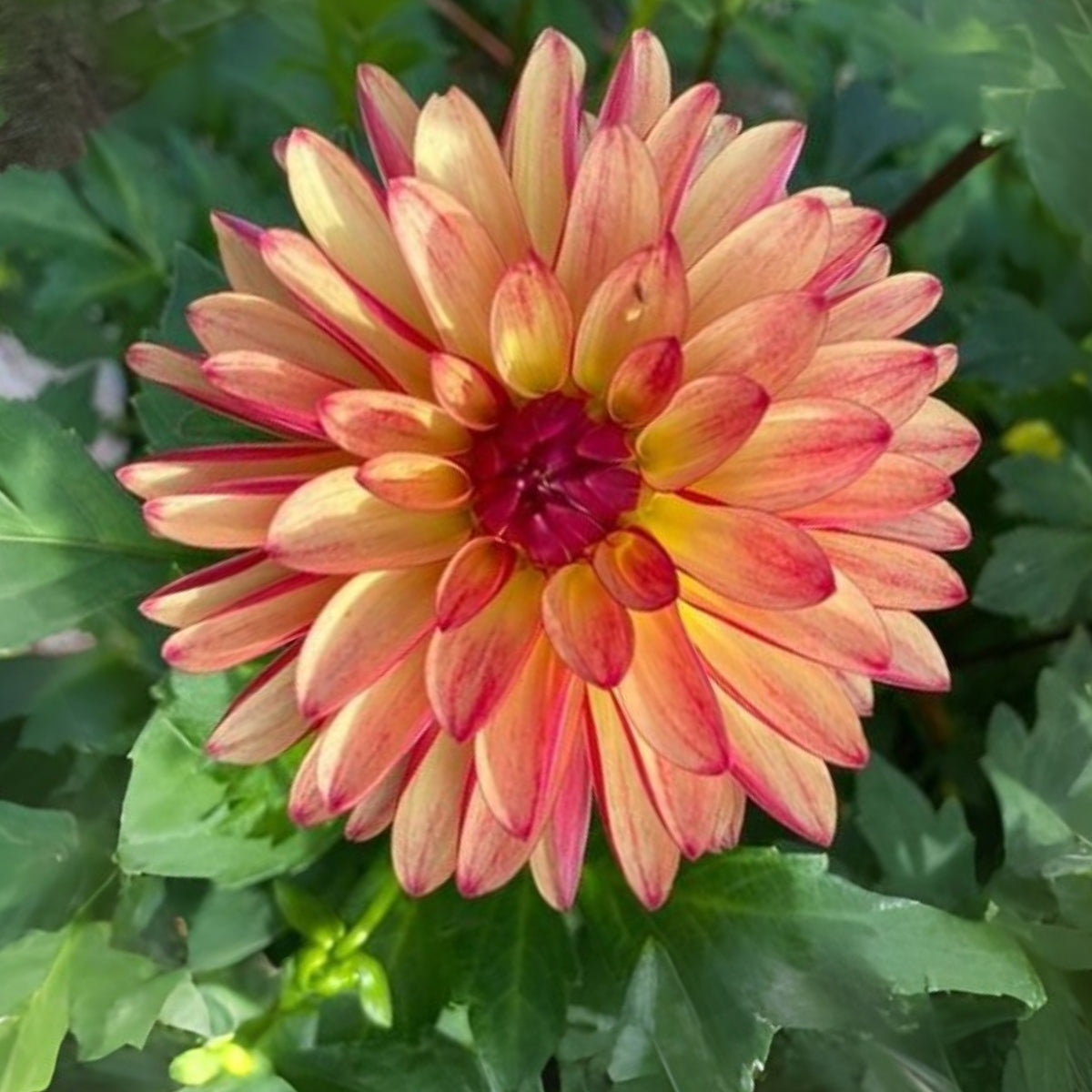 Crazy Legs Dahlia Perennial Seeds - Mixed Color Blooms, 40+ seeds