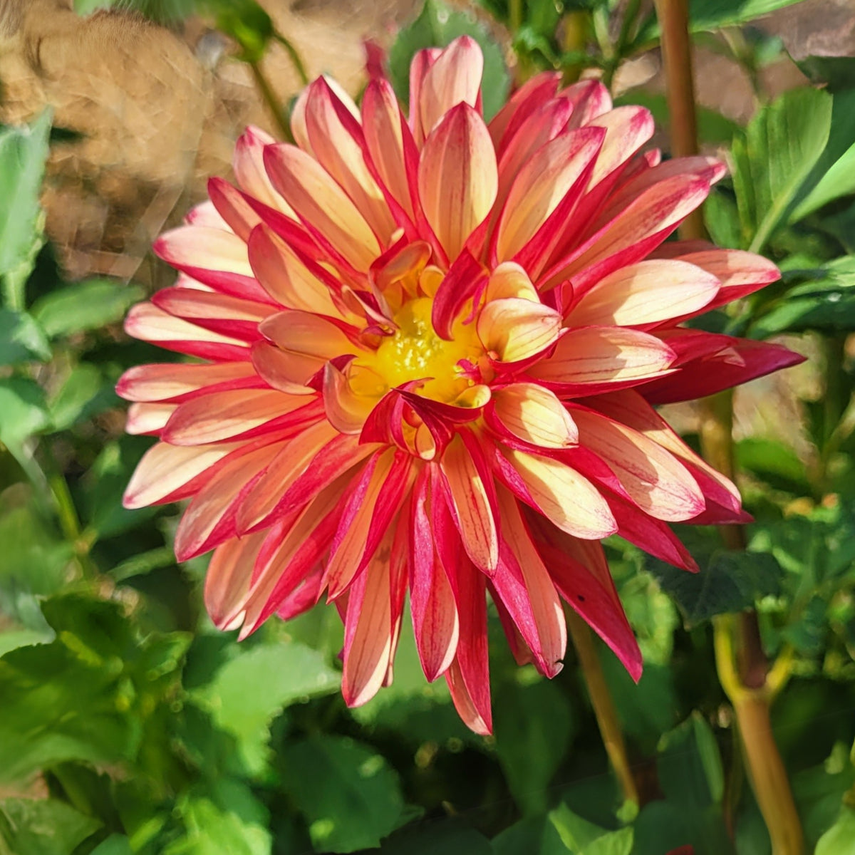 Crazy Legs Dahlia Perennial Seeds - Mixed Color Blooms, 40+ seeds