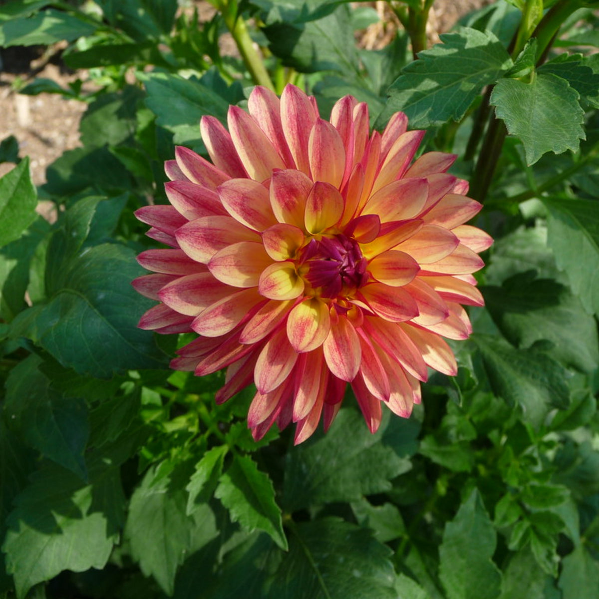 Crazy Legs Dahlia Perennial Seeds - Mixed Color Blooms, 40+ seeds
