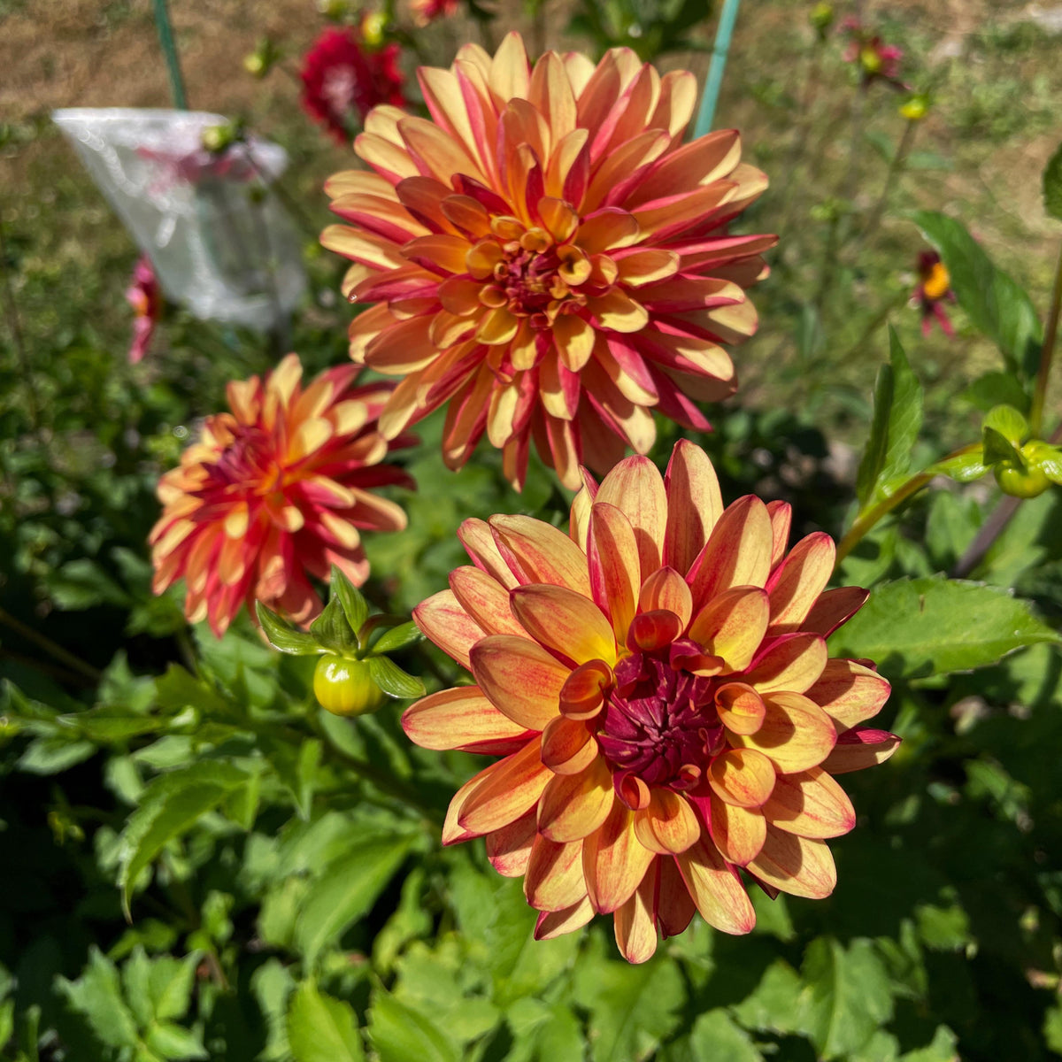 Crazy Legs Dahlia Perennial Seeds - Mixed Color Blooms, 40+ seeds
